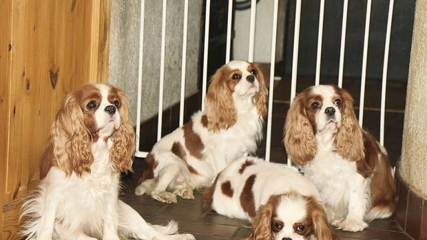 Cavalier King Charles Spaniels, hier blenheim-farbene, sind sehr soziale Hunde.