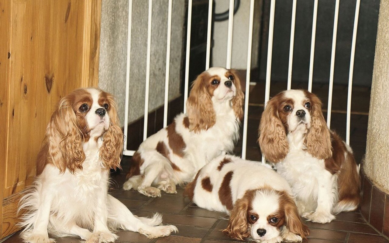 Cavalier King Charles Spaniels, hier blenheim-farbene, sind sehr soziale Hunde.