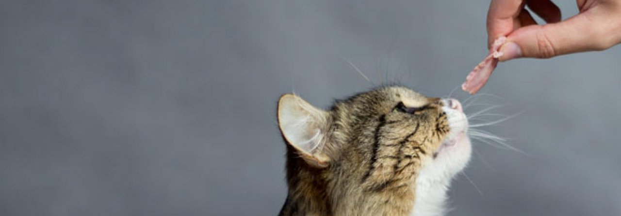 Gut gemeint, schlecht gemacht: Fremdfüttern ist ein grosses Problem für die Katzenbesitzer.