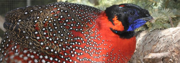 Satyrtragopan, Männchen