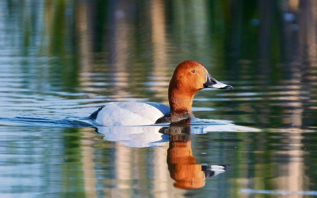 Tafelenten gelten als gefährdet, können aber am Neuenburgersee vom Ufer aus immer mal wieder beobachtet werden. 