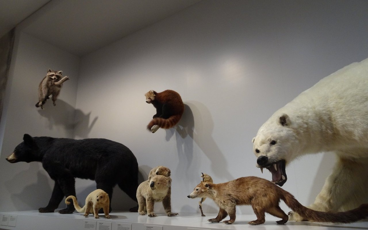 Im Naturmuseum St. Gallen ist eine Ausstellung den Bären gewidmet, doch nicht alles was Bär heisst, ist auch Bär. So gehört etwa der Koala zu den Beuteltieren. 