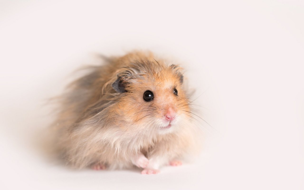 Langhaarige Hamster, wie dieser Teddyhamster, können sich nicht mehr selbstständig um ihre Fellpflege kümmern und gelten daher als Qualzucht. 