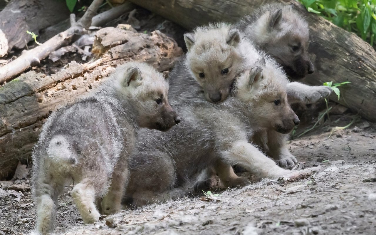 In der Wildnis hängt das Überleben der Jungtiere vom Nahrungsangebot ab. 