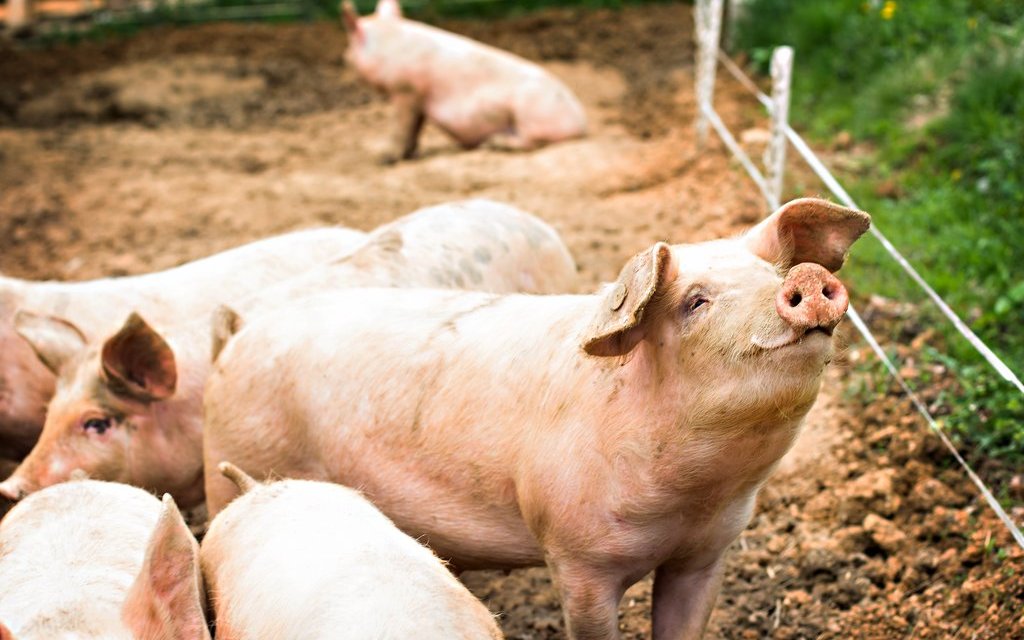 Die Schweine in der Studie waren hilfsbereit. 