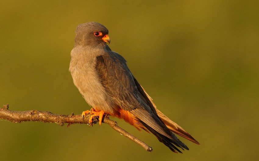 Rotfussfalke