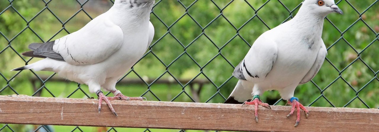 Gerade während der Mauserzeit sind einige Taubenrassen?–?hier Eistauben – auf eine hohe Gerstenfütterung angewiesen.