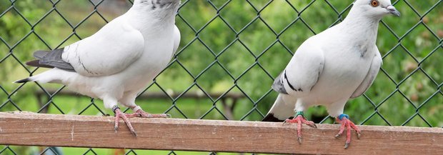 Eistauben brauchen Gerste