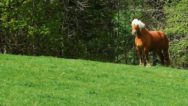 Jura Pferd