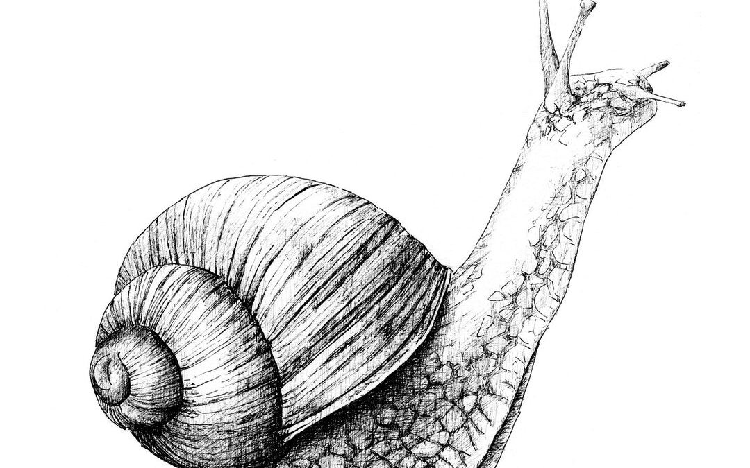 Landlebende Schnecken sind Zwitter – das heisst, sie können sowohl männliche, als auch weibliche Geschlechtsorgane besitzen.