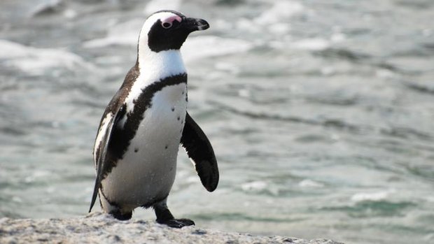 Brillenpinguin