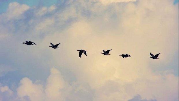 Zugvögel vor blauem Himmel