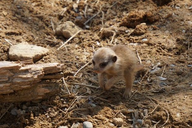 Erdmännchen-Nachwuchs im Walter Zoo