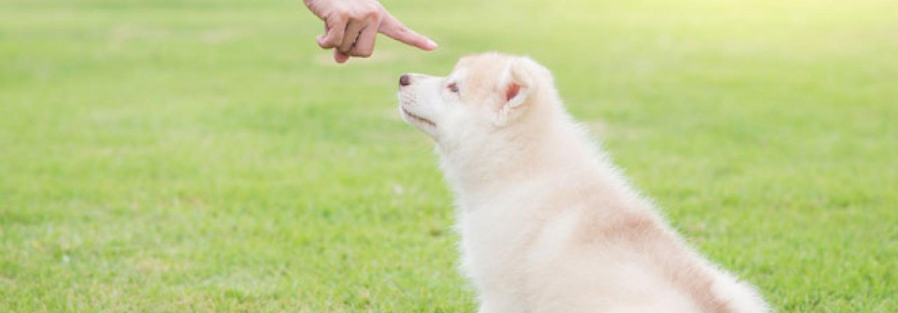 Statt den Hund auszuschimpfen, sollte man ihm durch kluges Management Grenzen setzen.