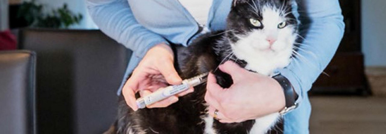 Katze Momo hat Diabetes und braucht täglich Insulinspritzen.