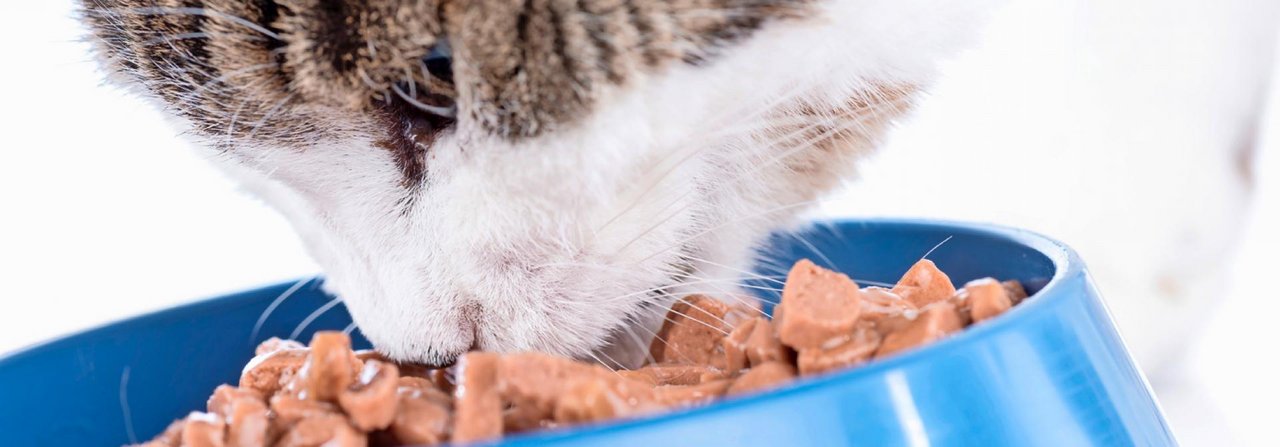 Herkömmliche Katzenfutter sind mit Fleisch von Tieren aus Massen­haltung gemacht– für manche Menschen ist dies ein Dilemma.