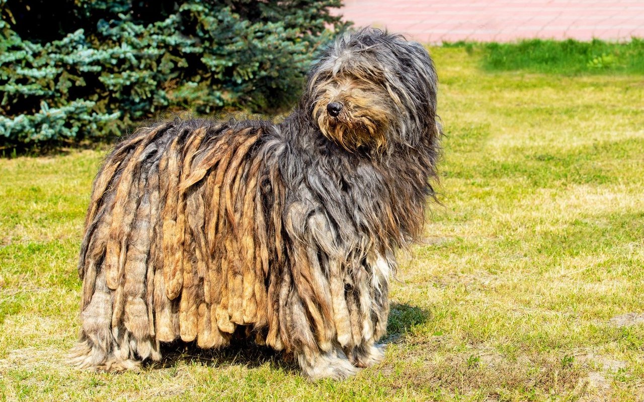 Der Bergamasker Hirtenhund ist bekannt für sein dichtes, zottelige Fell aus langen Strähnen, die sich zu natürlichen Filzplatten formen. 