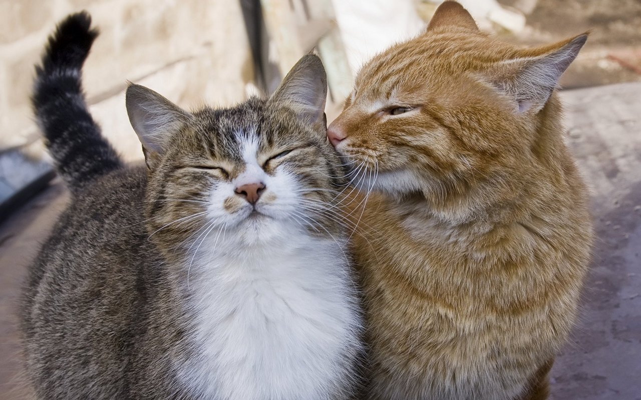 Ein gutes Team: Am besten harmonieren Katzen, die zusammen aufgewachsen sind.