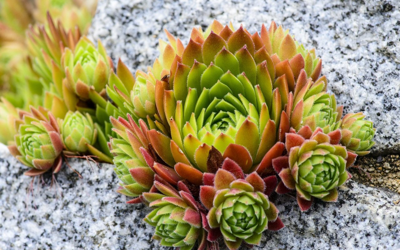 Berg-Hauswurz (Sempervivum montanum)