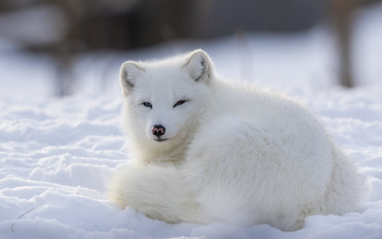 Im Winterkleid ist der Polarfuchs sehr gut getarnt.
