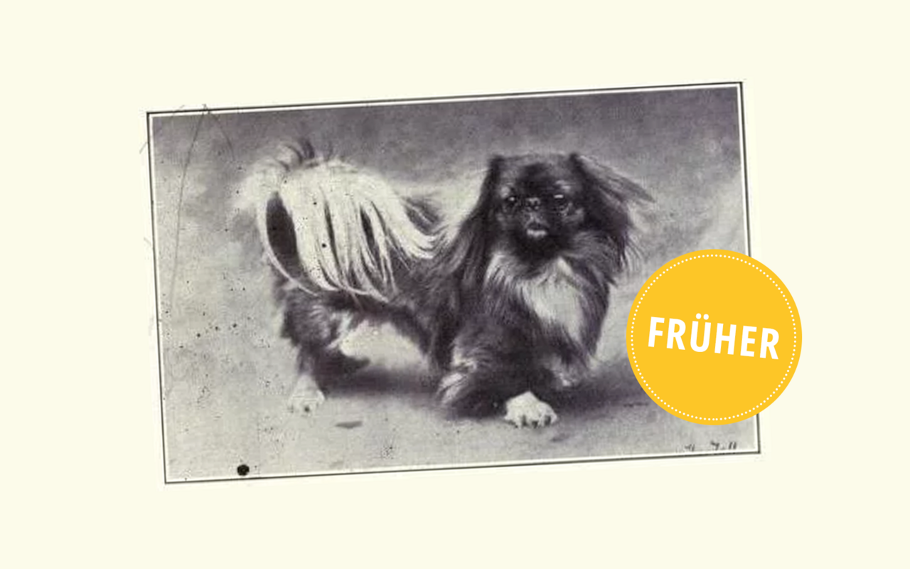 Auch der Pekingese hat im Gegensatz zu früher ...