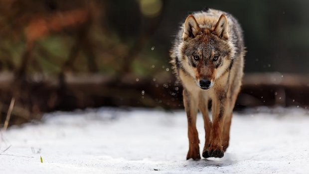 Wolf im Schnee