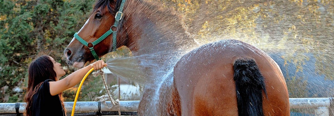 Das Abspritzen mit Wasser an heissen Tagen kühlt das Pferd und entfernt Schweiss sowie Schmutz aus seinem Fell.