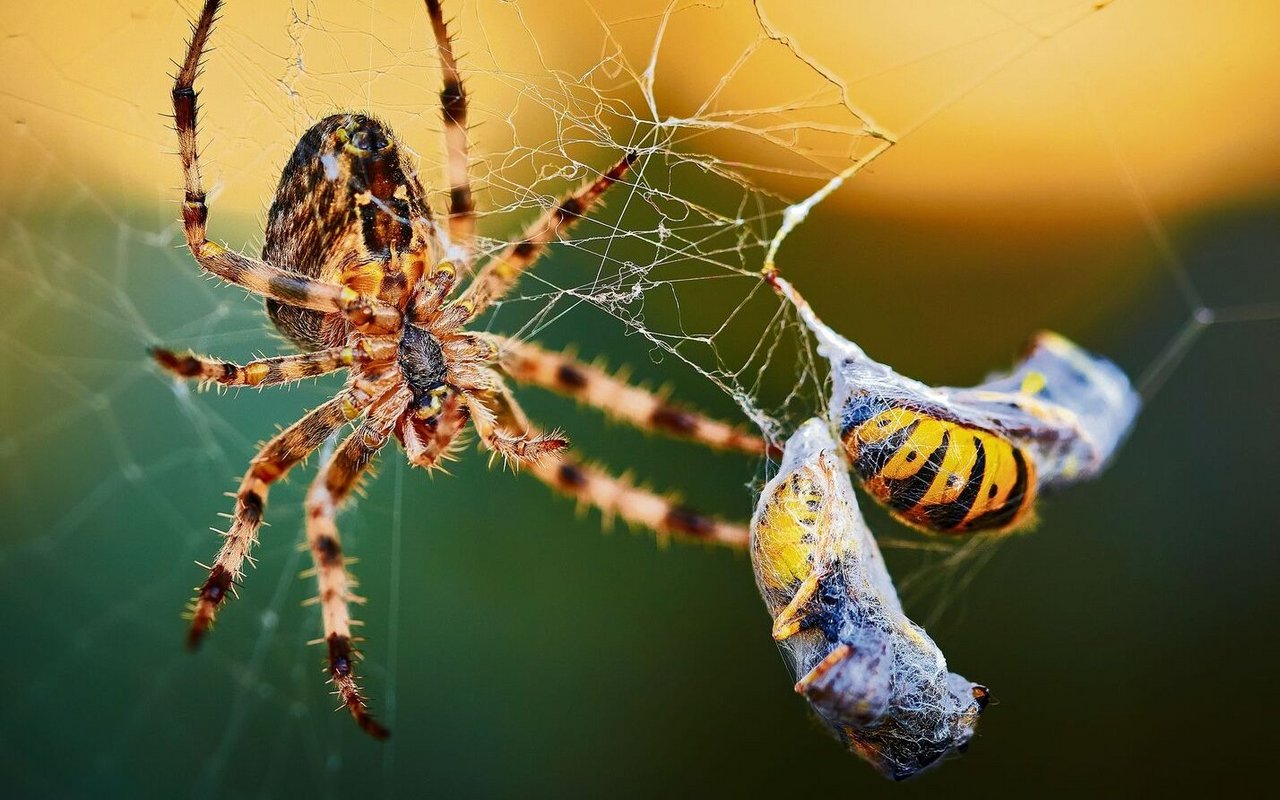 Gleich zwei Wespen konnte diese Gartenkreuzspinne dank ihres Netzes erbeuten.