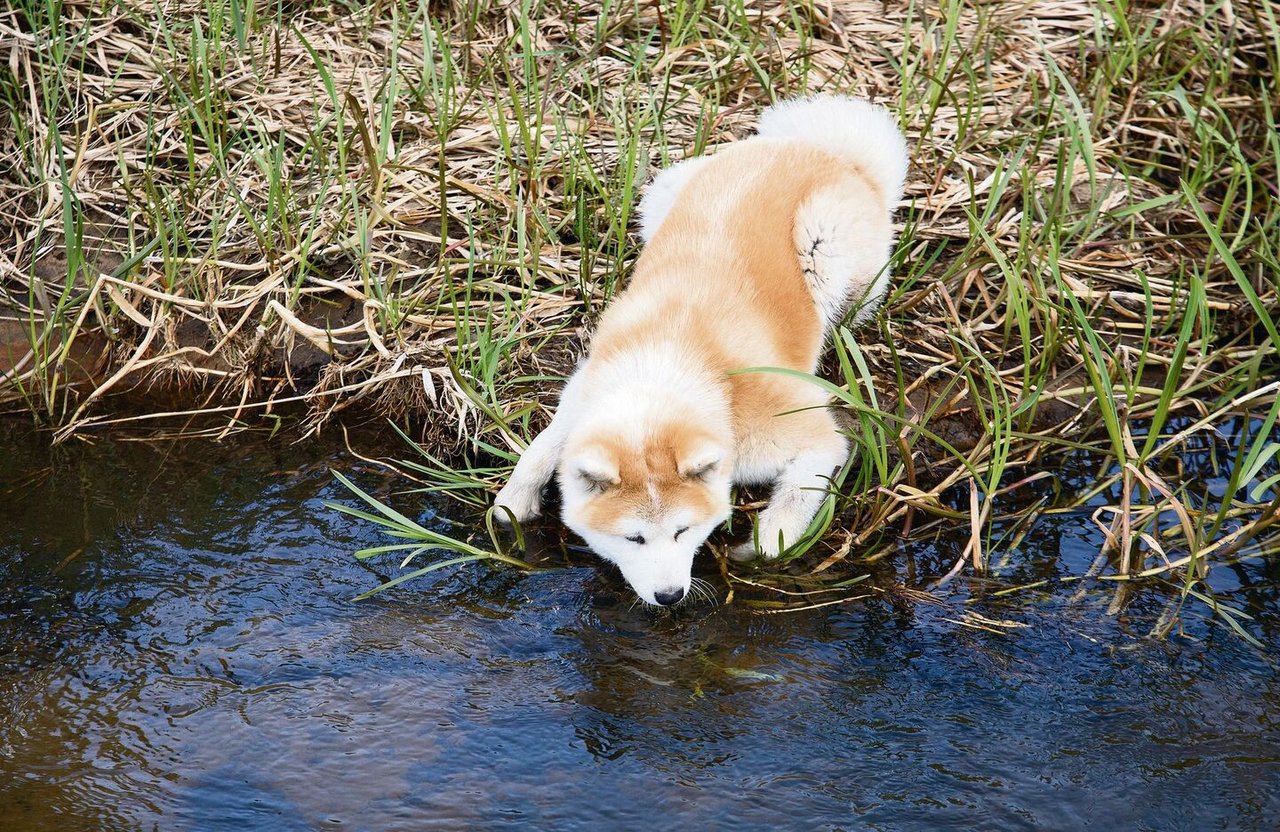 Für den ersten Kontakt eignet sich eine flache Wasserstelle. Diese kann zuerst einmal durchwatet werden, um sich daran zu gewöhnen.