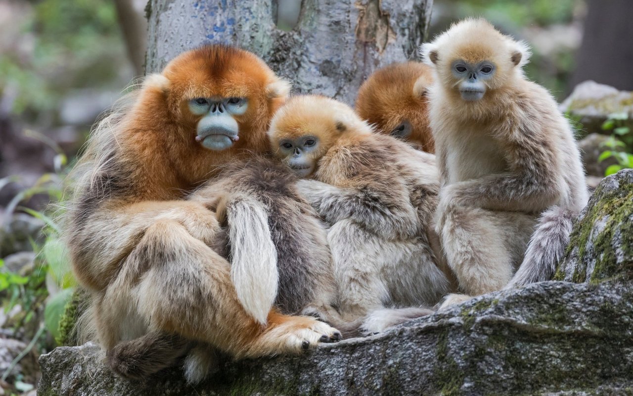 Die Gruppenstruktur ist hierarchisch organisiert, wobei die dominante männliche Stumpfnase die Kontrolle über die Gruppe hat. 