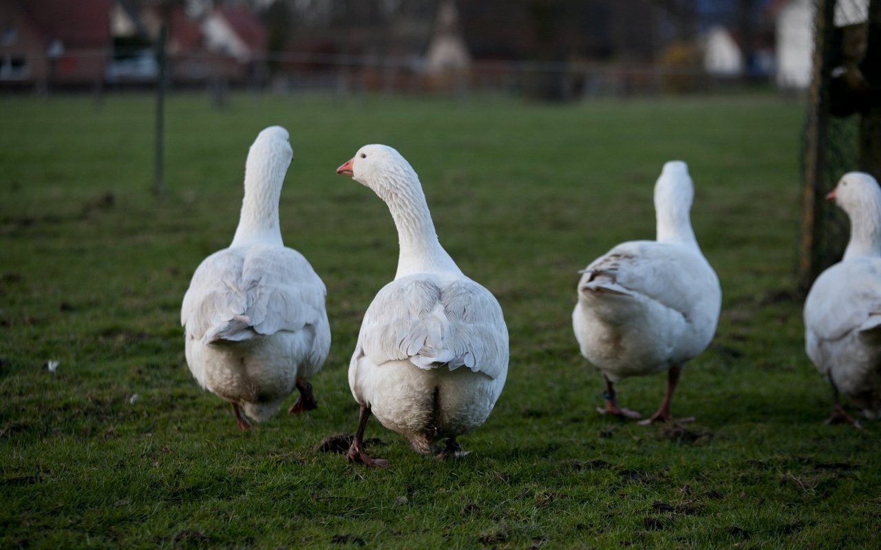 Die Gans hat ein munteres Wesen und klare blaue Augen.