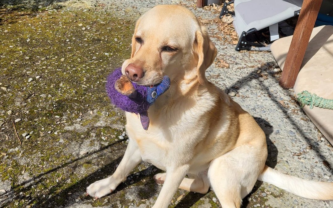 Labradordame Raya sind ihre Spielzeuge wichtiger, als Rangkämpfe.