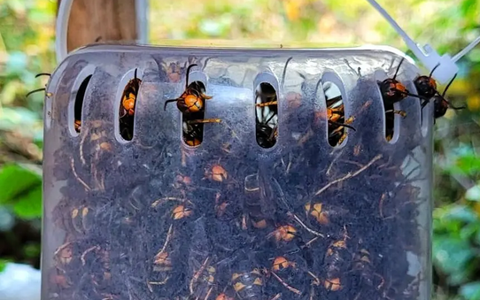 Good4Bees hat eine Falle gegen die Bienenfresserin entwickelt, welche über die Landesgrenzen hinaus auf Interesse stösst.