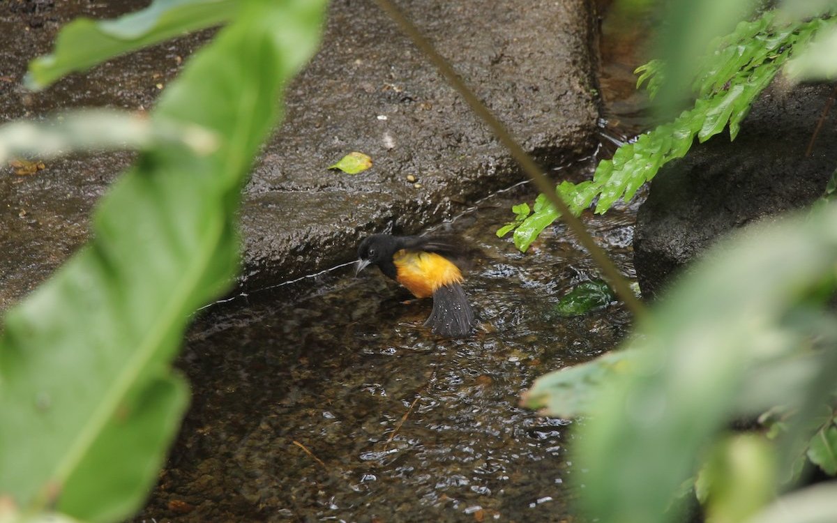 Wie in der Natur: Ein Montserrattrupial beim Bad im Bach im Basler Vogelhaus. 