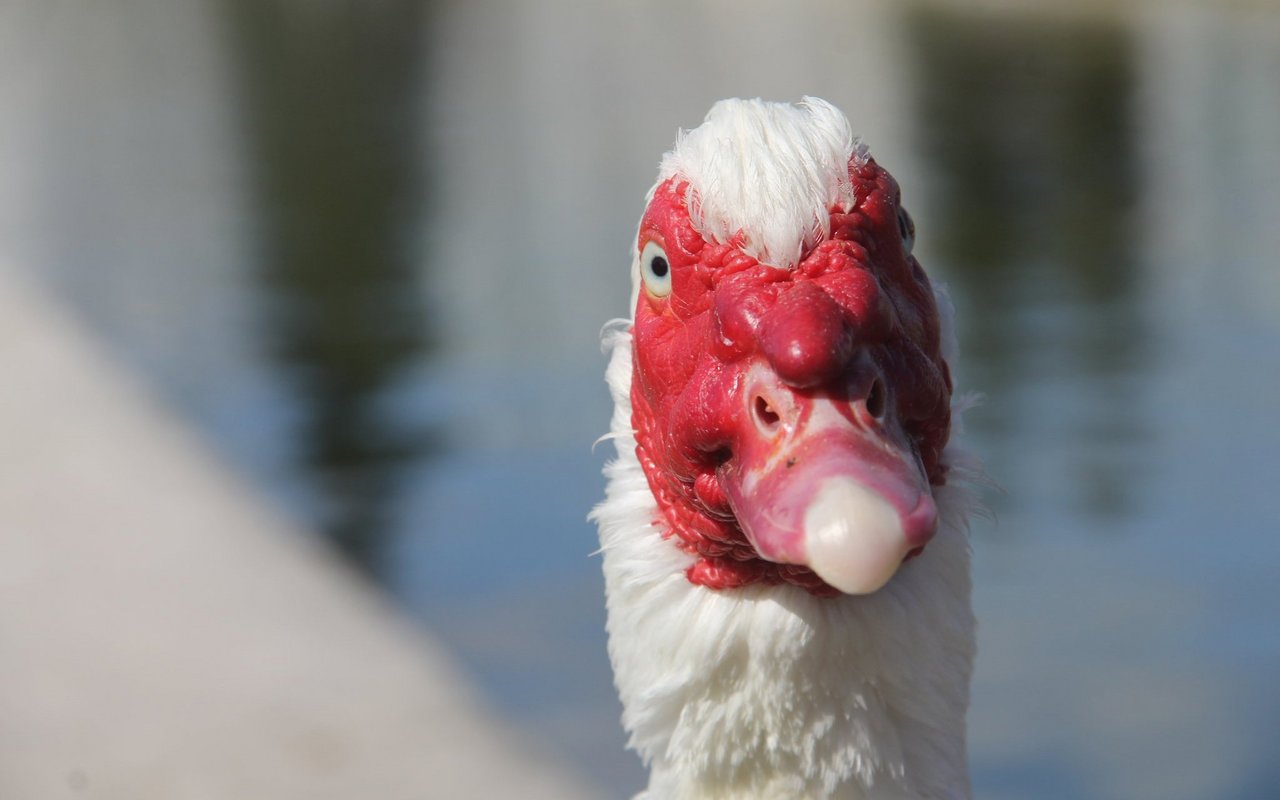 Die Tiere werden zutraulich und sind grossartige Charaktere.