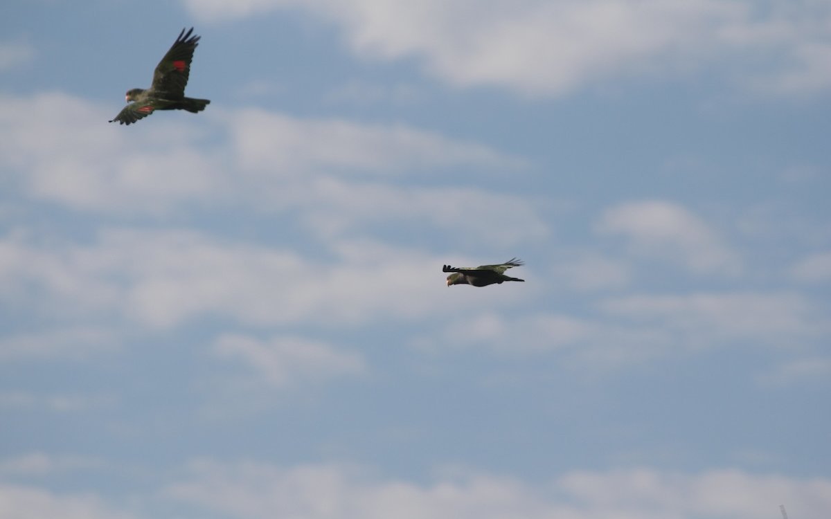 Taubenhalsamazonen unter aregentinischem Himmel. Sie leben im atlantischen Küstenwald und in Nordargentinien in Arakuarienwäldern. 