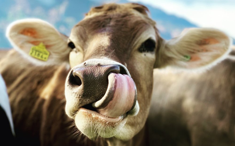 Die Verabreichung pflanzlicher Heilmittel ist etwas zeitintensiv, dafür schrumpft die Tierarztrechnung.