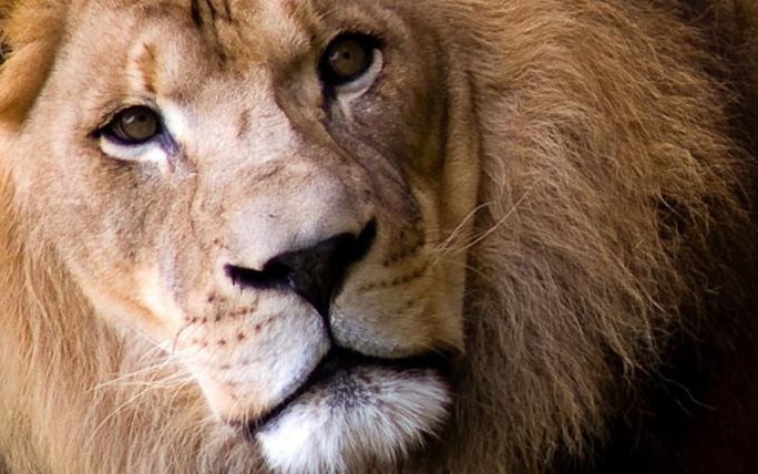 Auch heute noch sind die Nachfahren der «Menschenfresser von Tsavo» gefürchtet und gelten als gefährlicher als «normale» Löwen.