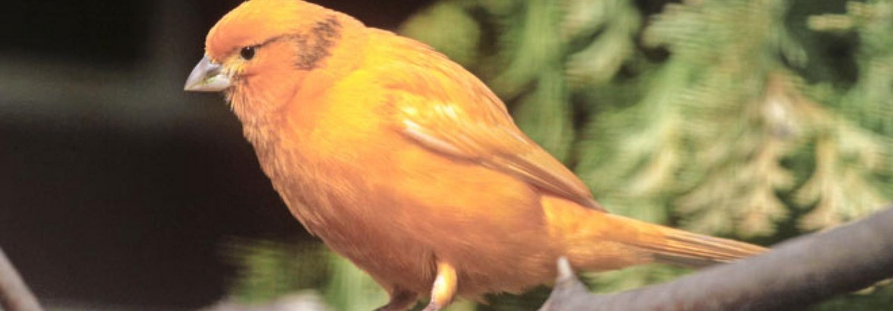 Dieser Rotschecken-Kanarienvogel hat die Mauser bereits abgeschlossen und präsentiert sich in schönem Gefieder.