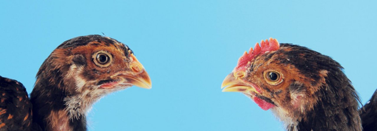 Bei diesen Barnevelder-Jungtieren ist das Geschlecht gut erkennbar: links die Henne und rechts der Hahn.