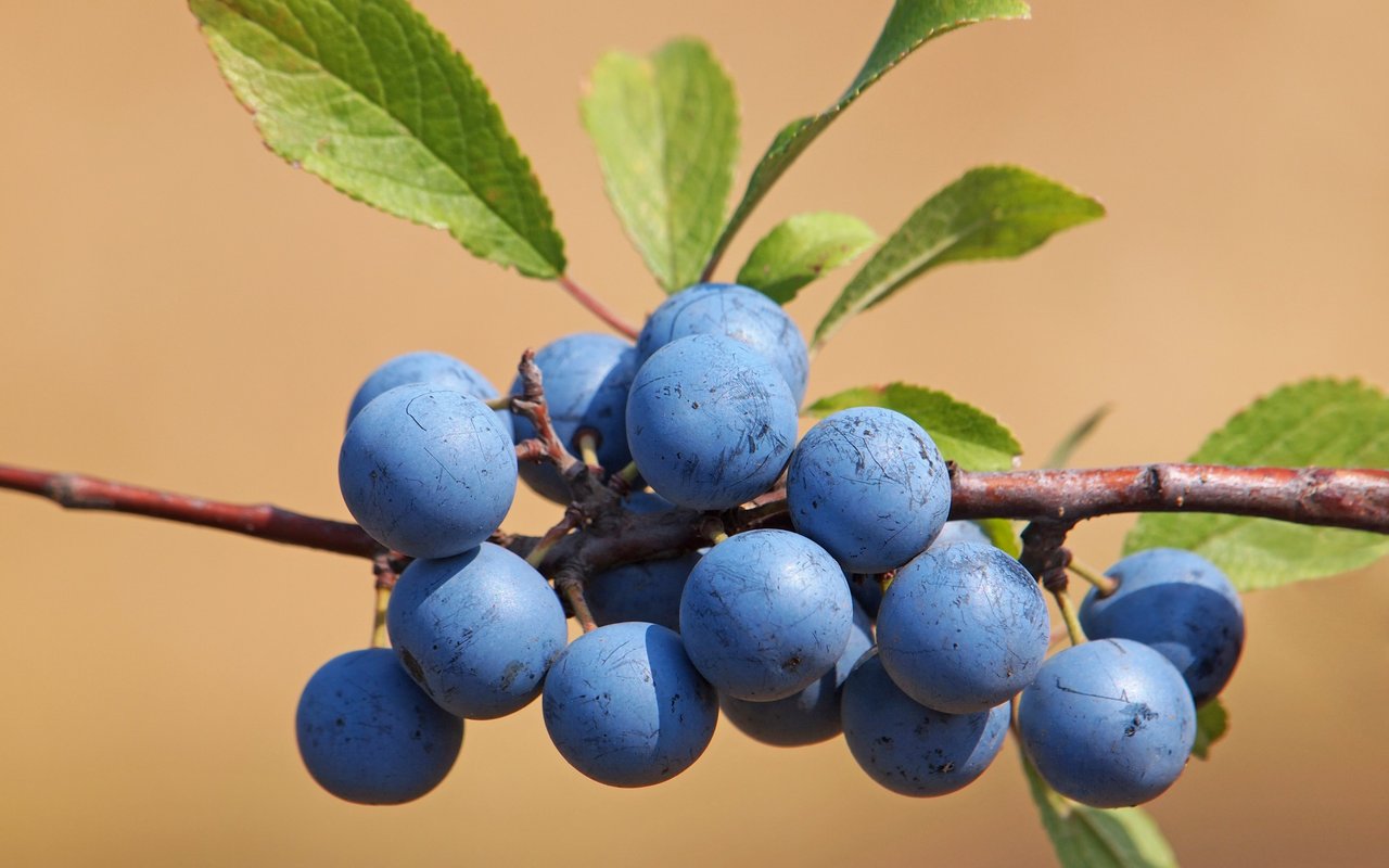 Schwarzdorn (Prunus spinosa)