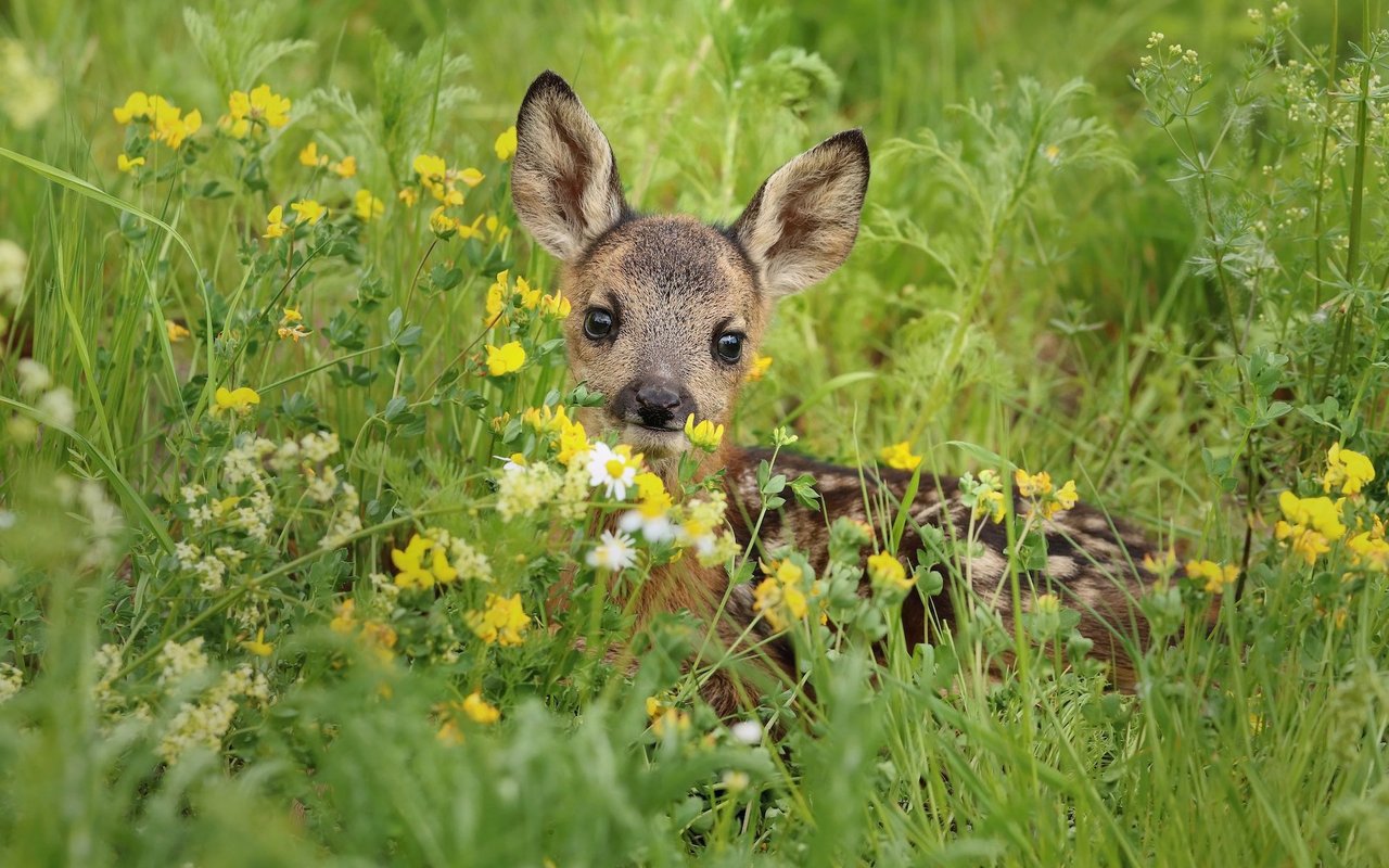 Rehkitze folgen ihrer Mutter nicht, sondern verstecken sich im hohen Gras, wo sie dank ihrer guten Tarnung nur schwer zu sehen sind. 