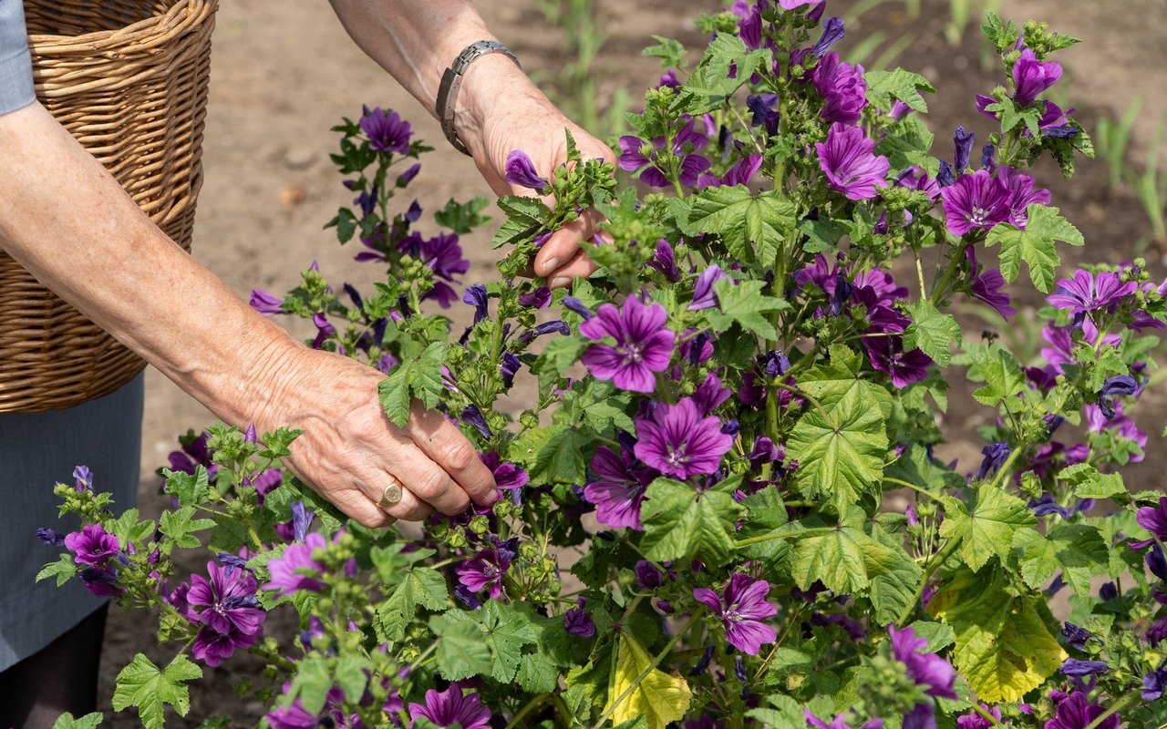 Die kräftig violetten Malvenblüten sind erntereif.