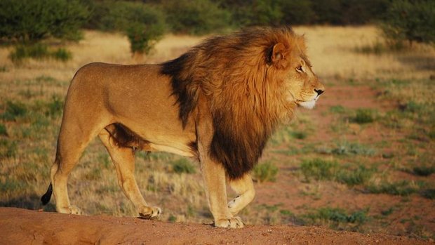 Männlicher Löwe in Afrika