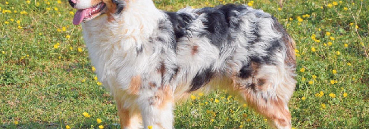 Ein Australian Shepherd in der beliebten Merle-Scheckung. Das Gen birgt jedoch Risiken.