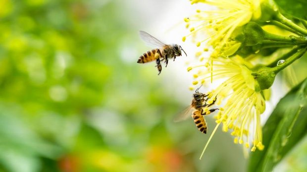 Bienen auf Blüte