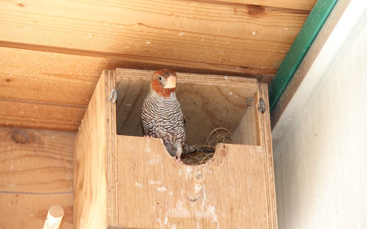 Dieser Rotkopfastrild aus Afrika ist ein Vertreter der Prachtfinken und hat sein Nest in einen halb offenen Kasten gebaut. 