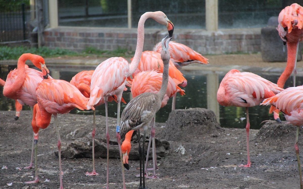 Karibische Flamingos in Zoohaltung bauen Kegelnester und füttern ihre Jungen. 