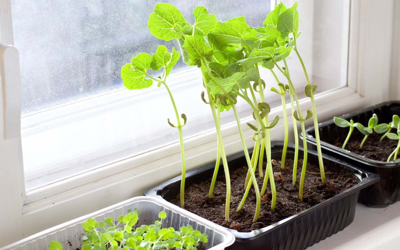 Langsam wachsendes Gemüse wie Bohnen lassen sich auf dem Fensterbrett im Januar vorziehen. 