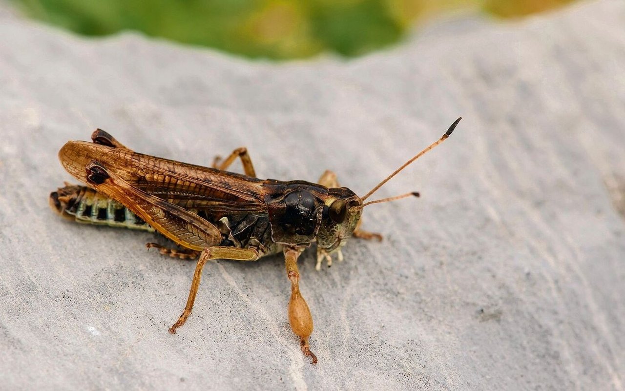 Die Sibirische Keulenschrecke ist eine Bewohnerin der Alpen. 